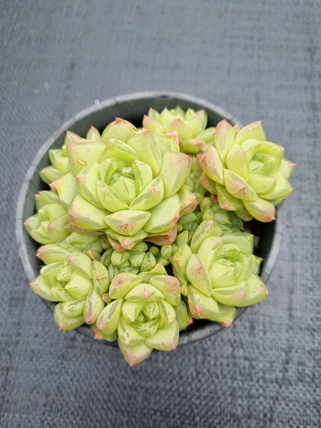 11cm pot Haworthia cymbiformis(Haw.) Duval