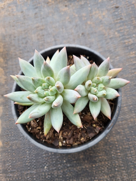 11cm pot Echeveria Tolimanensis hybrid 杜里万杂11cm盆