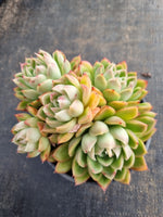 *GLGhybrid (2-149) Echeveria Raspberry ice hybrid 冰莓杂