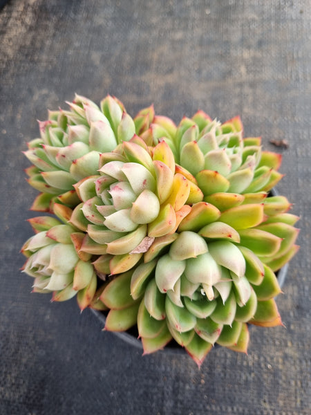 *GLGhybrid (2-149) Echeveria Raspberry ice hybrid 冰莓杂