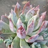 *GLGhybrid(2-394) Echeveria Mexican Giant hybrid 巨人杂