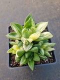 Haworthia Cuspidata Variegata