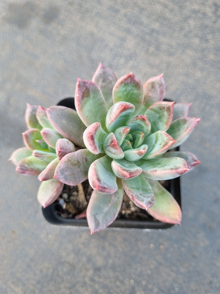 *GLGhybrid(1-1224) Pachyphytum compactum hybrid 千代田之松杂