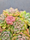 *GLGhybrid(2-21) Echeveria Sierra Hybrid 爱斯诺杂