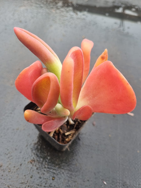 Kalanchoe firefox 火狐狸