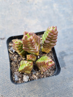 Crassula Marchandii 寿无限