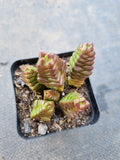 Crassula Marchandii 寿无限