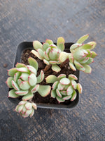 *GLGhybrid(1-752) Echeveria Derenbergii hybrid 静夜杂
