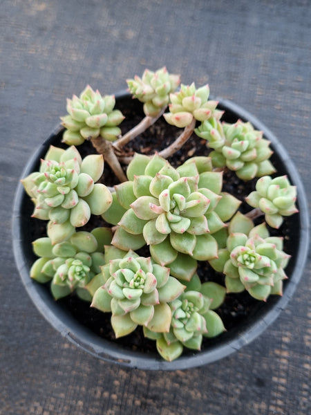 *GLGhybrid(2-332) Graptopetalum Mendozae hybrid 丸姬杂