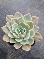 *GLGhybrid(1-749) Echeveria shaviana hime hybrid 沙维娜杂