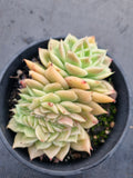 *GLGhybrid(2-25) Echeveria Agavoides hybrids crested 东云杂缀化