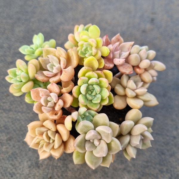 *GLGhybrid(1-1659) Assorted Succulents