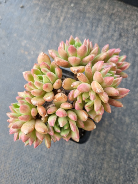 Echeveria 'Bella' 红唇