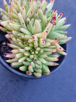 11cm pot Echeveria agavoides Corderoyi f. cristata 虎鲸11cm盆