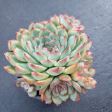 *GLGhybrid(2-99) Echeveria Yanji hybrid 艳姬杂