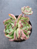 *GLGhybrid(2-232) Echeveria 'Puli-lindsayana' hybrid 宝丽安娜杂