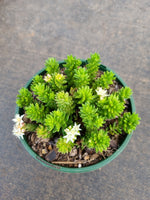 Sedum 'Spiral Staircase' 白花小松