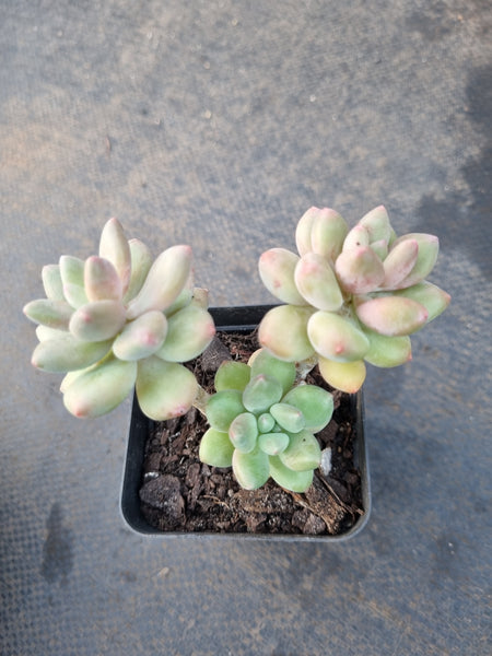 *GLGhybrid(1-1203) Graptopetalum Mendozae hybrid 丸姬杂