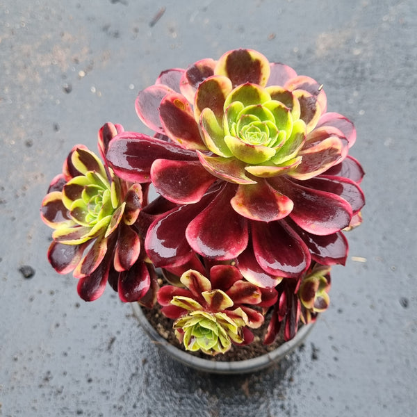 11cm pot Aeonium 'Superbang' 欧嘉莉11cm盆