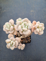 Graptosedum Miul  洛神