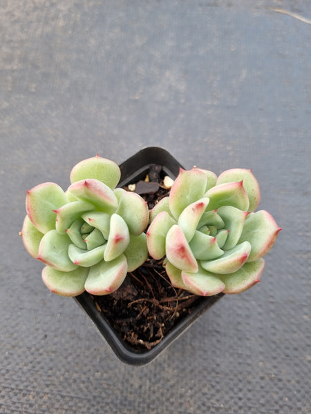 *GLGhybrid(1-1417) Echeveria Champaign hybrid 香槟杂