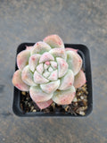 Echeveria Rumengling 如梦令