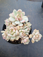 Graptoveria 'A Grim One' 格林