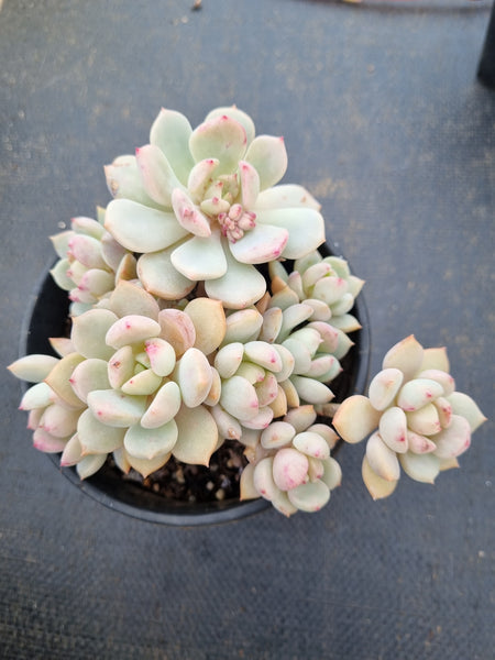 Graptoveria 'A Grim One' 格林