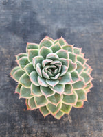 *GLGhybrid(1-130) Echeveria Halbingeri hybrid 海滨格瑞杂