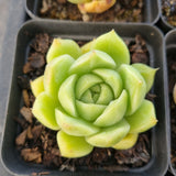 *GLGhybrid(1-1690) Special hybrid pack of 4