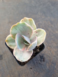 Echeveria Decora (variegated plants) 德克拉锦