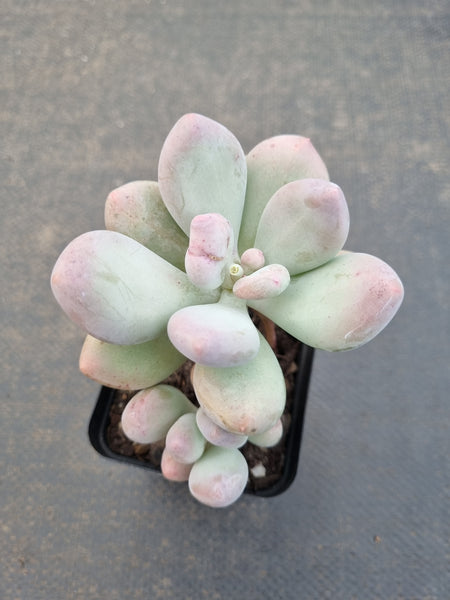 *GLGhybrid(1-1094) Pachyphytum hybrid 厚叶草属杂