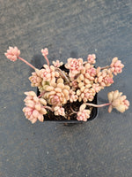 GLGhybrid Graptopetalum Cherry Danko 樱丸