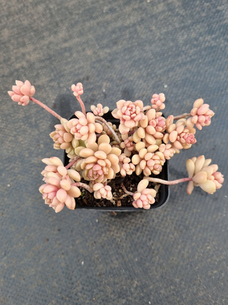 GLGhybrid Graptopetalum Cherry Danko 樱丸