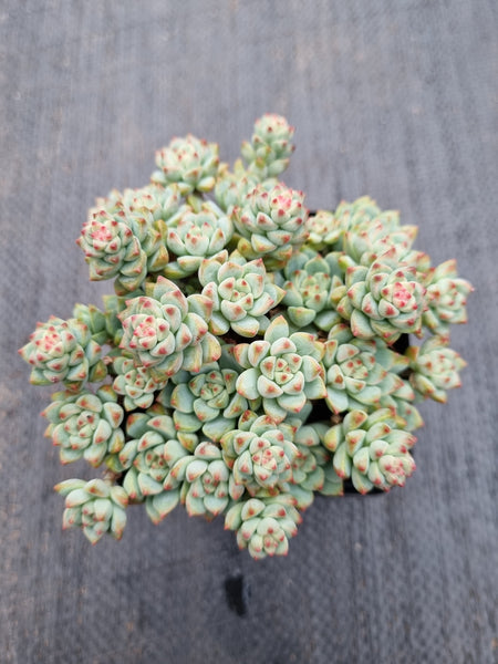 *GLGhybrid(1-422) Sedum Perezdelarosae hybrid 焦糖精灵杂