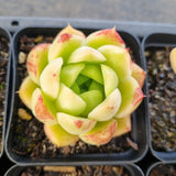 *GLGhybrid(1-1683) Special hybrid pack of 4