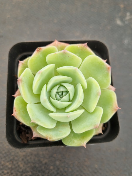 *GLGhybrid(1-1584) Echeveria Hyalina hybrid 海琳娜杂
