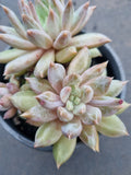 11cm pot Echeveria Tolimanensis hybrid 杜里万杂11cm盆