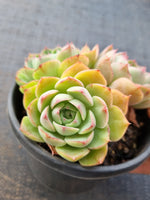 *GLGhybrid (2-83) Echeveria Secunda hybrid 赛康达杂