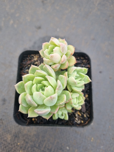 *GLGhybrid(1-1341) Echeveria Bradburiana hybrid 火焰杯杂