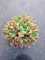 Haworthia Cuspidata