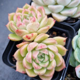 *GLGhybrid(1-507) Special hybrid pack of 4