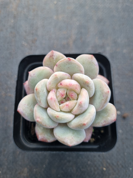 Echeveria Monroe × Laui aka. Snow Angel 雪天使
