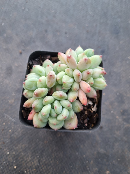 *GLGhybrid(1-1018) Pachyveria Elaine × Sedeveria Blue Elf 香水精灵