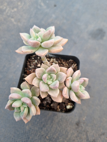 *GLGhybrid(1-1047) Graptopetalum Mendozae hybrid 丸姬杂