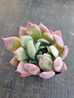 *GLGhybrid(1-1309) Echeveria Mexican Giant hybrid 巨人杂