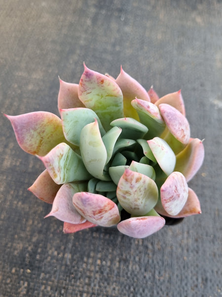 *GLGhybrid(1-1309) Echeveria Mexican Giant hybrid 巨人杂