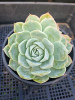 *GLGhybrid(2-17) Echeveria Elegans 'Alba' hybrid 白月影杂
