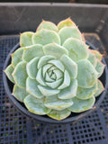 *GLGhybrid(2-17) Echeveria Elegans 'Alba' hybrid 白月影杂