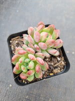 Sedeveria Blue Elf 蓝精灵（蓝苹果）
